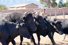 Argentina-Salta-Inca Trails Cattle Drive